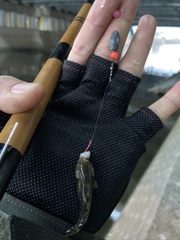 Tridentiger obscurus