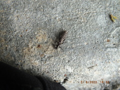 Allocapnia vivipara
