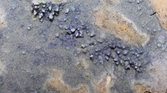 Amaurodon