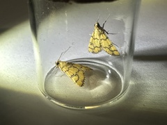 Glycythyma leonina