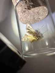 Glycythyma leonina