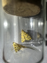 Glycythyma leonina
