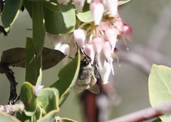 Anthophora pacifica