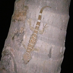 Gekko gecko
