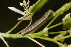 Anthocharis euphenoides