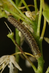 Anthocharis euphenoides