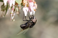 Copestylum violaceum