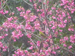 Zosterops simplex simplex