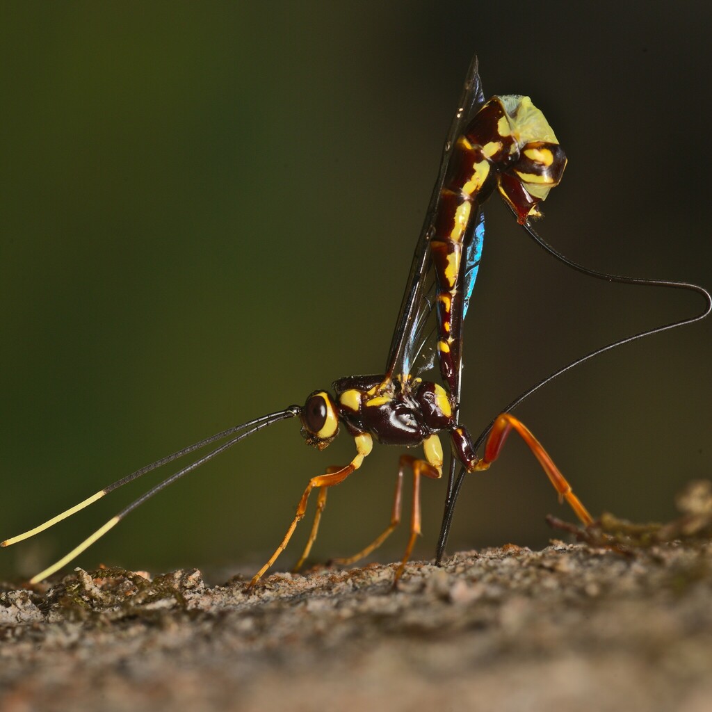 Certonotus fractinervis