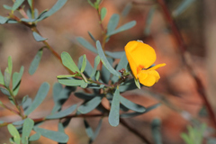 Pultenaea euchila