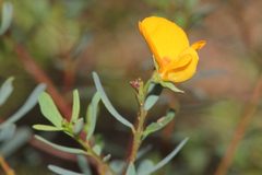 Pultenaea euchila