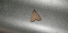Hypsopygia albidalis