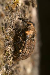 Rhynchodes ursus