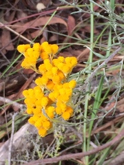 Chrysocephalum semipapposum