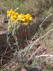 Chrysocephalum semipapposum