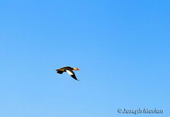 Tachyeres patachonicus