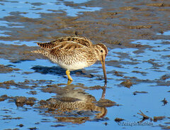 Gallinago magellanica