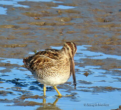 Gallinago magellanica