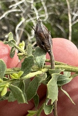 Gnorimoschema baccharisella