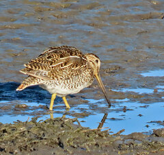 Gallinago magellanica