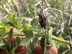 Gnorimoschema baccharisella