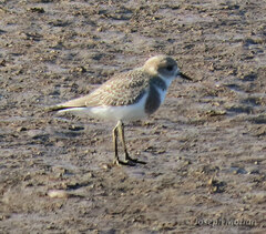 Charadrius falklandicus