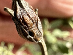 Gnorimoschema baccharisella