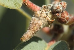 Disholcaspis pedunculoides