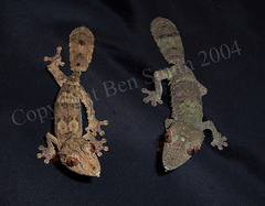 Henkel's Leaf-Tailed Gecko photo 2