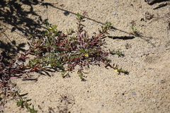 Camissoniopsis