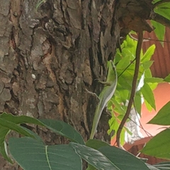 Lamprolepis smaragdina