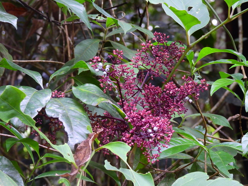 Polyscias purpurea observed 2023-02-09