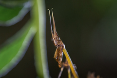 Hemiempusa capensis