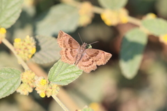 Antigonus funebris