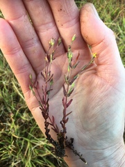 Hypericum gramineum