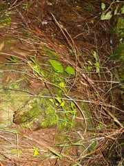 Begonia sutherlandii