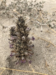 Aphyllon cooperi