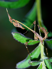 Hemiempusa capensis