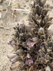Aphyllon cooperi