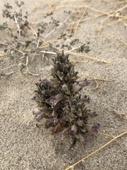 Aphyllon cooperi