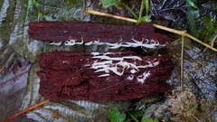 Mucronella fusiformis