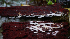 Mucronella fusiformis