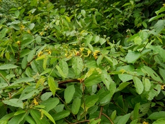 Grewia retinervis