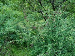 Terminalia phanerophlebia