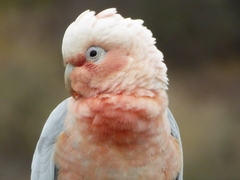Cacatua sanguinea × Eolophus roseicapilla