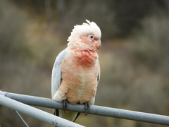 Cacatua sanguinea × Eolophus roseicapilla