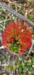 Melaleuca hypericifolia