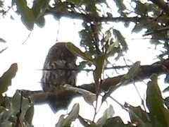 Glaucidium perlatum