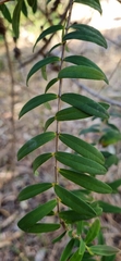 Melaleuca hypericifolia