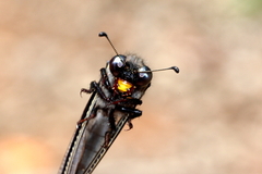 Stilbopteryx walkeri